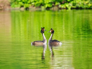 Grebes