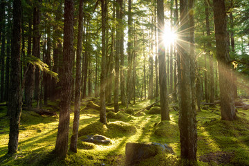 Golden sunlight break the dense lush green evergreen forest deep in the wilderness of the pacific northwest with magical sun rays - Powered by Adobe