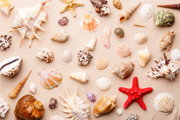 Fototapeta na wymiar Sea shells and starfish on sand.