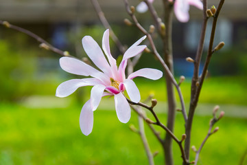 Magnolia flower on a branch