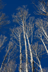 Tall white skeletons of the leafless white aspen trees tower in the bright blue Colorado sky on a bright sunny, winter day. The contrasty blue and white monochromatic scene has a natural contrast