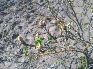 Spring