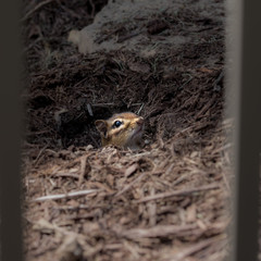 chipmunk