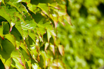Green leaves pattern background.