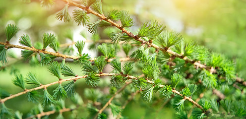 Bright green fluffy branches of larch tree Larix decidua Pendula in sunlight. freshness of summer day. Natural beauty of elegant larch tree twig. Branch of young larch, green spring background. 