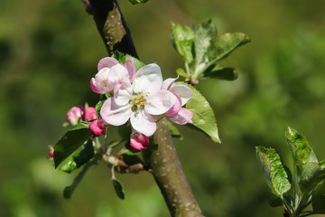 einzelne Blüte eines Apfelbaumes