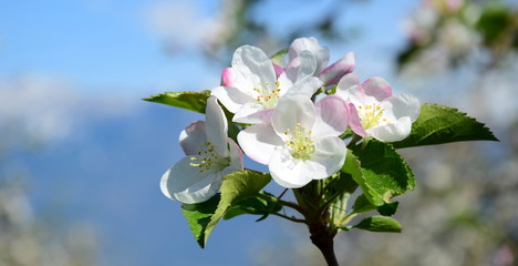 Apfelblüten - Blütezeit in Südtirol