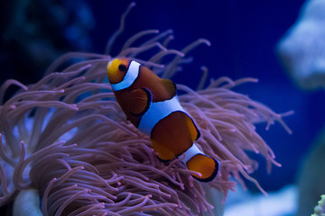 Clownfish