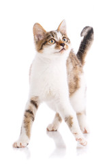 A playful, fluffy kitten looking up. Valentine's day