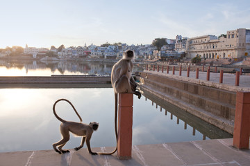 Gray langurs or Hanuman langurs on the Varaha ghat in Pushkar, India.