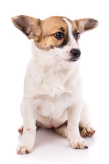 The puppy sits on his hind legs and looks to the right