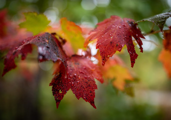 Water droplets cover the rich colors of the Arkansas leaves of the forest's maple trees. The woods are alive with vibrant color in autumn. The bokeh creates artistic feel to the colorful scene