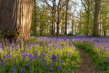 Fototapeta premium Ancient bluebell woodland in spring time