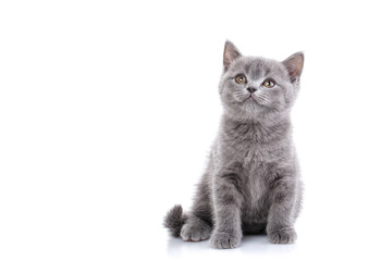 Scottish straight kitten. Isolated on a white background. Funny gray kitten