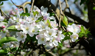 Apfelblüte - Blütezeit - Obstbaumblüte
