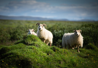 Goats curiously look over the grassy agriculture rich meadow in Iceland. The baby lamb stays beside the father as the mother completes the livestock trio of animals as the contrast the landscape.