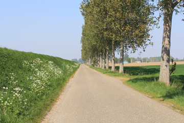 Fototapeta na wymiar a road in the dutch countryside with a green dyke with cow parsley at the one side and row of popular trees at the other side
