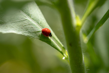 ladybug on green leaf