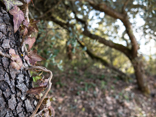 Plant entangled in tree, mysterious and beautiful