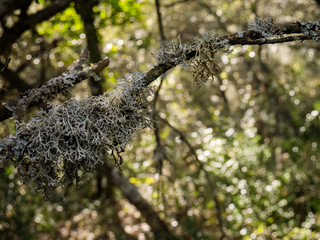 Mysterious forest, lichens on branches of trees and old trunks