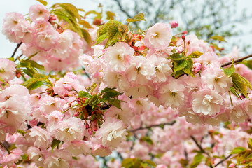 Cherry branch blooming with lush pink flowers on a rainy spring day. Close-up of sakura flowers with rain drops. Nature and botany, plants with pink petals.