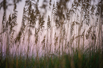 Obraz premium Sea oats covers the Florida coastline. This artistic shallow depth of filed bokeh shot of a field of seaoats near the ocean shoreline was taken at sunrise near the ocean right on the Gulf of Mexico. 