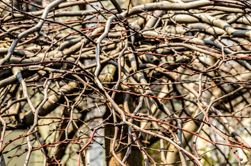 branches of a climbing tree without leaves