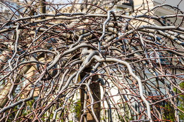 branches of a climbing tree without leaves
