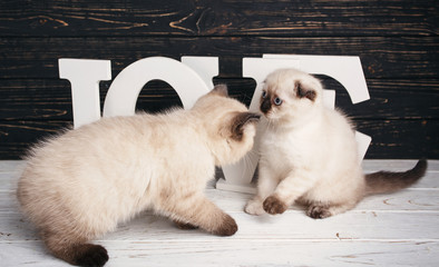 Scottish straight and scottish fold kittens. Two fluffy, cute kittens