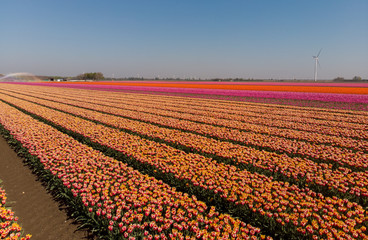 Holland Tulips yellow