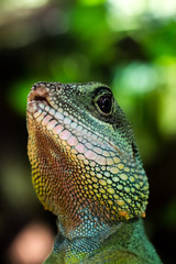 Wasseragame