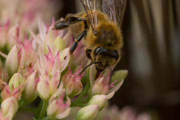 Honigbiene in Blüte