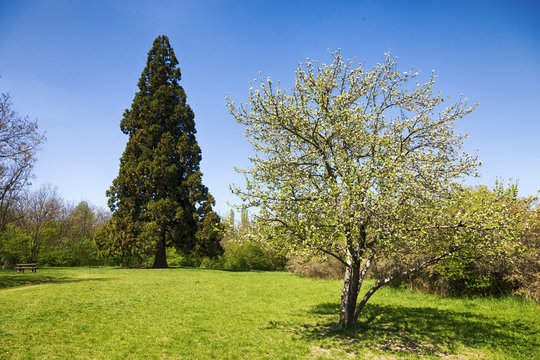 mammutbaum und bl&uuml;hte