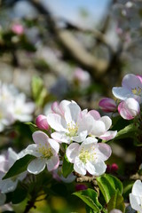 Apfelblüten -Apfelbaumblüte - Blütezeit in Südtirol