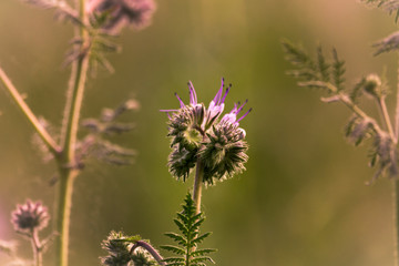 Distel