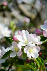 Apfelblüten - Blütezeit in Südtirol
