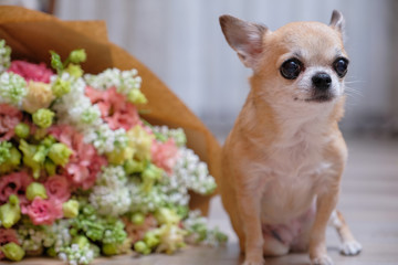 A small dog breeds Chihuahua and a bouquet of flowers.