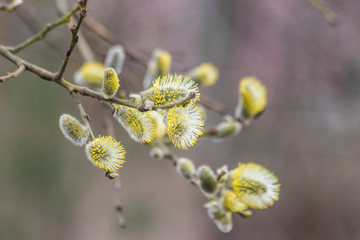 Blossoming willow branch. Spring bush. Easter willow