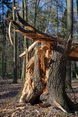 Obraz premium Old tree broken by the wind in the forest. Damage caused by storms in the forest area.