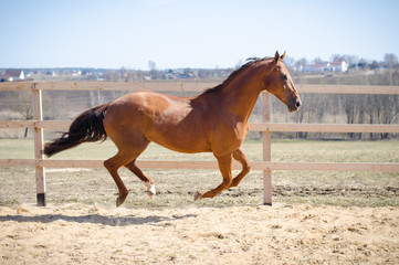 budyonny mare horse galloping in paddock