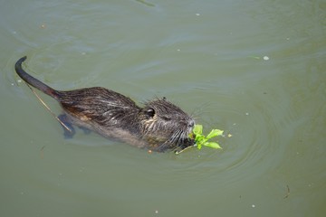 A nutria swimming in the water and eating a fresh leaf.