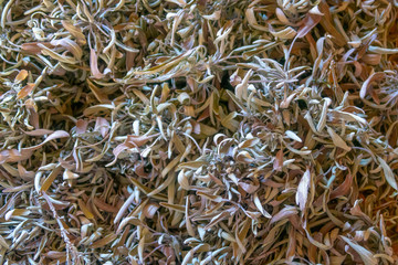 dryed grass background