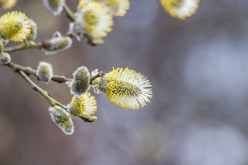 Blossoming willow branch. Spring bush. Easter willow
