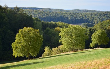 Fototapeta na wymiar A landscape with trees and forest in Fischbachtal, Odenwald, Germany.