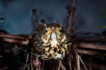 Nestling of forest bird