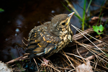 Nestling of forest bird
