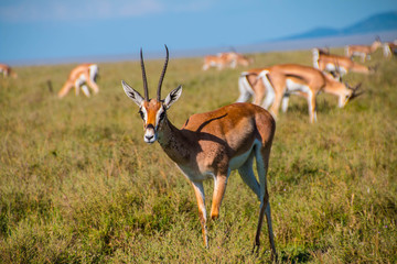 Naklejka na ściany i meble The Gazelles of Ngorongoro Crater