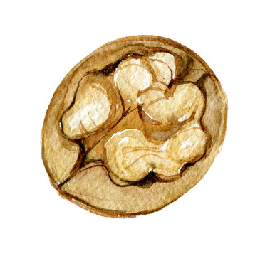Walnut isolated on white background, watercolor illustration