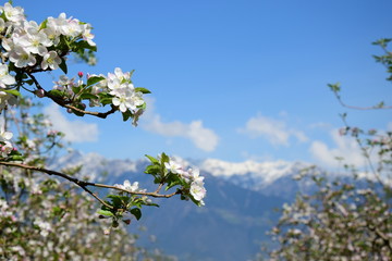 Apfelblüten - Apfelbaum - Apfelbaumblüte vor blauen Himmel und verschneiten Bergen
