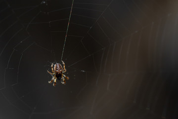 Rücken einer Spinne